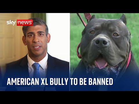 American XL bully dogs to be banned after attacks, Rishi Sunak says