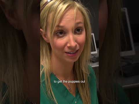 Beagle’s Heartbreaking Birth ?| Bondi Vet #shorts