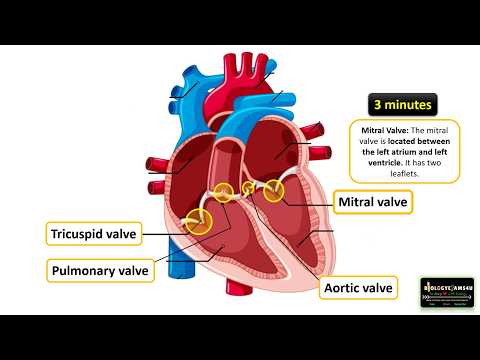 4 Heart Valves and their Function Made Easy in 3 Minutes