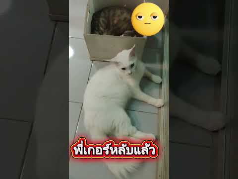 #วันนี้โนนิเรียบร้อยไม่ซน😹😹😹