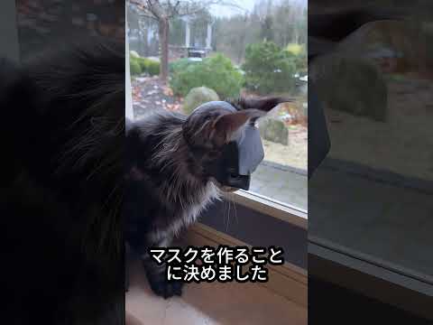 猫のようだけど、実はバットマンみたい！