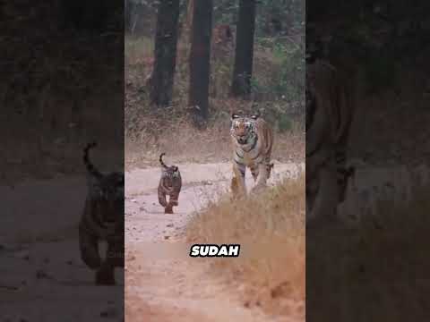 Kalau Harimau Dilepas di Afrika, Apa yang Terjadi?”#hewan #shrots