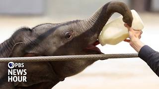 YouTube video thumbnail: Baby Elephant at National Zoo Helps Lead Fight Against Deadly Disease