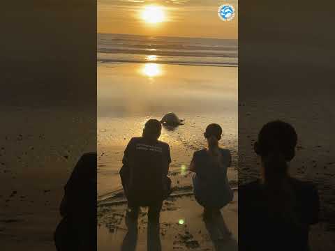 Released Sea Turtle Waddles Into The Sunset #turtles #animals