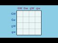 Punnett Square Genetics Concepts