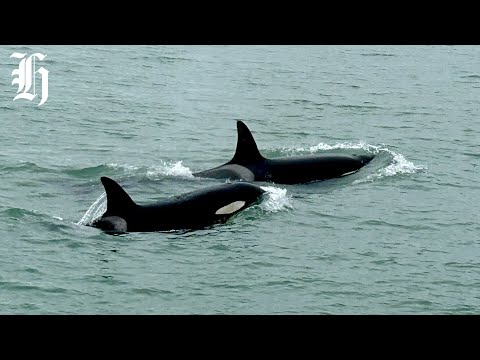 YouTube video thumbnail: Bay of Islands Marina Could be 'Tipping Point to Extinction' for Orca