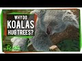 Koalas and Their Tree-Hugging Behavior