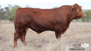 Lot 16 Ulster Simba S373 (S)