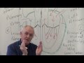 Heart Anatomy and Function Concepts