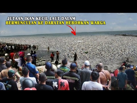 WARGA BANTEN GEMPAR!! RIBUAN IKAN LAUT DALAM BERMUNCULAN LOMPAT KE DARATAN PANTAI!!