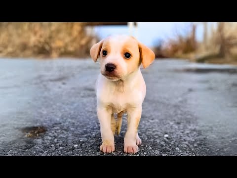 Small Puppy Found With Garbage Wouldn't Stop Shaking Until This Happened
