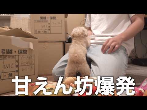 【新居公開】超甘えん坊トイプードルがいる家で引越し作業をするとこうなります