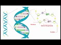 Bases y Estructura del ADN y ARN