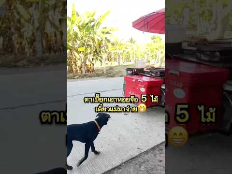 ตาเปี๊ยกเอาหอยจ๊อห้าไม้เดี๋ยวแม่มาจ่าย😁 #คลายเครียด #dog #ชีวิตบ้านๆ #สุนัข #shorts #funny #น่ารัก