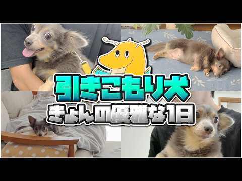 【癒】初登場時子犬だったきょん久々の登場！！人間年齢で還暦を迎えかけBBAなのに可愛さは全盛期だった