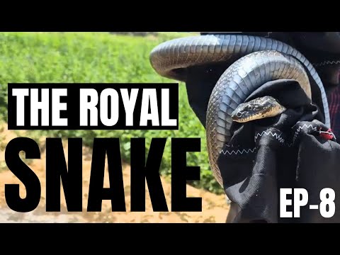 THE MYSTERIOUS BLACK ROYAL SNAKE | The Snake Town Ep-8