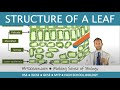 Leaf Structure and Function Concepts