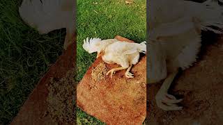 #aseelmurga #aseel #pet #injured