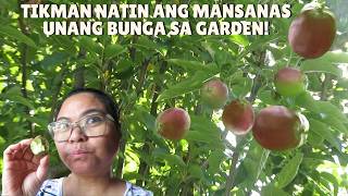 BUHAY AMERIKA: TIKMAN NATIN YUNG TANIM NA MANSANAS SA GARDEN! NAKIPAGKITA RIN TAYO SA HIPAG KO!