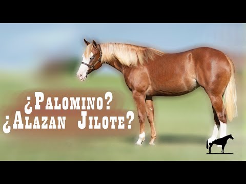 ¿Palomino o Alazán Jilote? ¡No te confundas! (Gen Flaxen)🐴-Del Cerro Soy