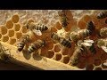 Understanding Bees, Wax, and Candles