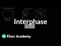 Cell Cycle and Chromosome Concepts