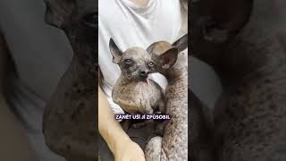 Jak se mají Chocholáčci? 😬