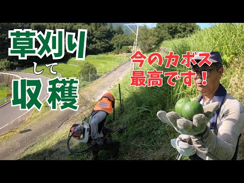 ウサギ山のいつもの法面草刈り、今のカボスが超いいよ~!
