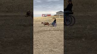 Did some stuff with Ginger and the Boys last week! #horse #equestrian #ponies