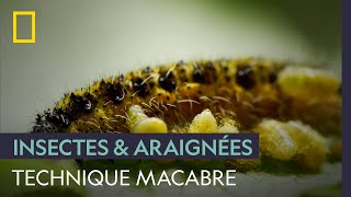 Cette guêpe pond ses œufs dans une chenille