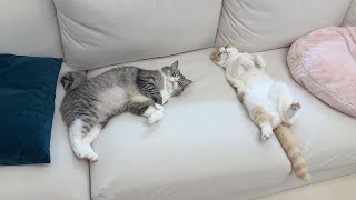 動画サムネイル