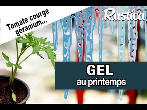 Gel de printemps : sauver les tomates, courges et géranium