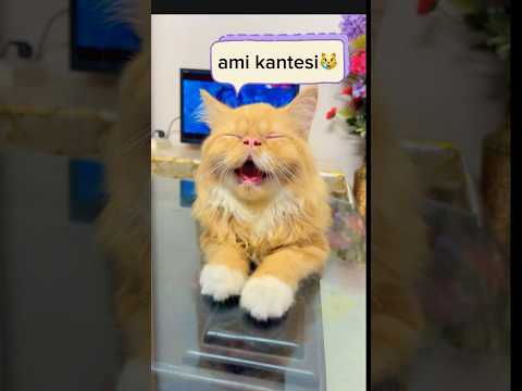 Cherry crying😿#cat #shorts #funny #youtubeshorts #ytshorts #viral #love #comedy #animals #cute #yt