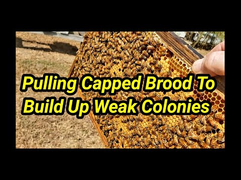 Pulling Capped Brood To Build Up Weak Colonies