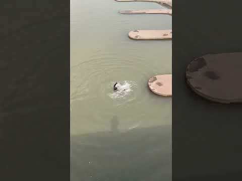 Dubta raha sabka samna #shorts