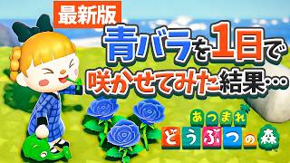 【あつ森】青バラを最新版の効率イイ方法でゼロから咲かせてみた結果・・・
