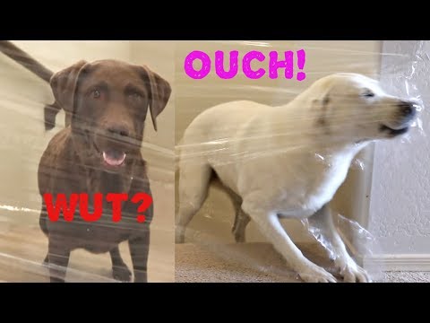 MY DOGS REACT TO THE INVISIBLE CHALLENGE!!