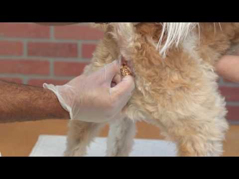 How to Express Dog's Anal Glands - Veterinarian Recommended Way (GRAPHIC)