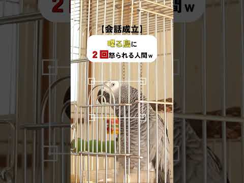 【会話成立】喋る鳥に２回怒られたｗ【切り抜き動画】 #おしゃべり #インコ #ヨウム