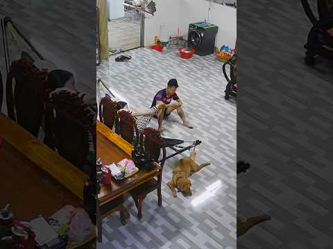 Bà làm mẹ tôi hơi lâu rồi đó sen à #thucung #haihuoc #xuhuongyoutube #youtubeshorts