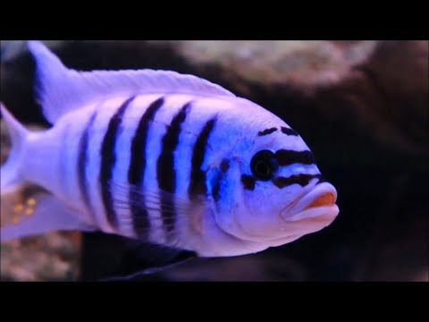 One Of My Favorite Fish Ever The Maison Reef Zebra is a true stunner in the African Cichlid World.  They get fairly large and pos
