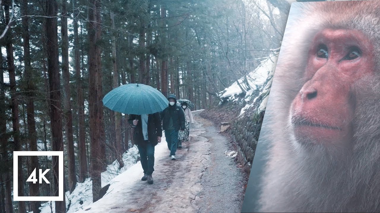 Walking in the Rain Japan, Snow Monkey Park (Jigokudani Yaen Koen) Rain Sounds for Sleep 4k ASMR