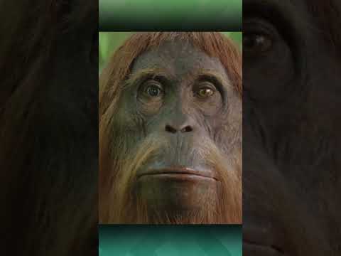 Robot Matamata Orangutan #shorts