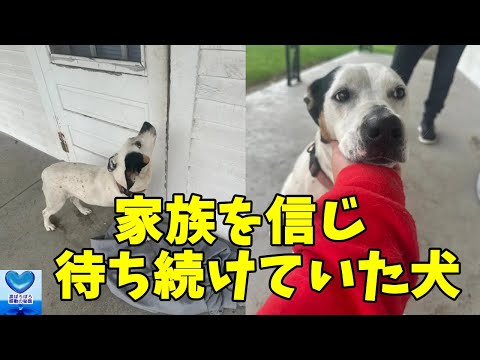 引越しで最愛の家族に置き去りにされた犬。誰もいない家の前で家族の帰りを待ち続ける姿に涙溢れる【感動】