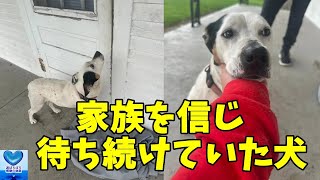 引越しで最愛の家族に置き去りにされた犬。誰もいない家の前で家族の帰りを待ち続ける姿に涙溢れる【感動】