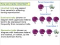 Genetics and Inherited Traits