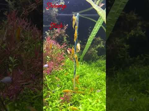 Shrimp Stick Army by Shrimp Envy #aquarium #aquari 