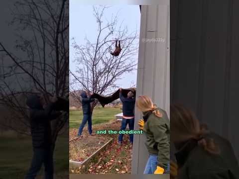 Rescue a grateful baby bear #shortvideo #animals #rescue #bear #healing #shorts