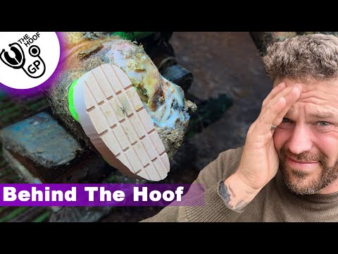 I PULLED a BONE out of THIS HOOF, FISHING & THE 5 KINGDOMS | BTH episode 11