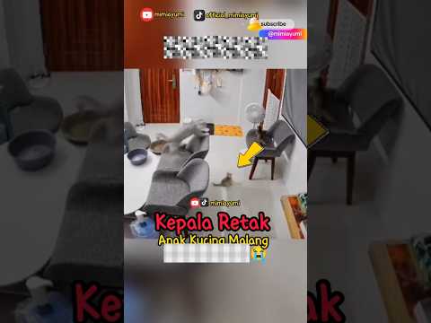 Kepalanya Hampir  😭 Terjepit #kucingterlucu #cat #kucing